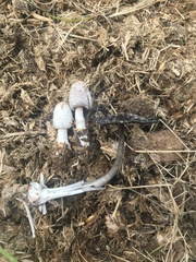 Coprinus sterquilinus