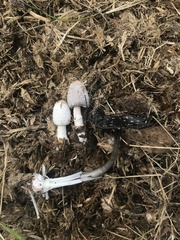 Coprinus sterquilinus