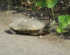 Trachemys scripta elegans