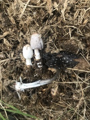 Coprinus sterquilinus