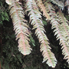 Hymenophyllum tomentosum