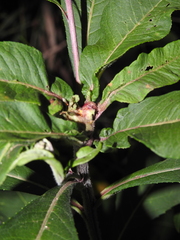 Neolasioptera vernoniae