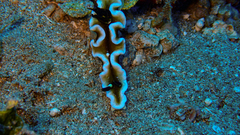 Doriprismatica tibboeli