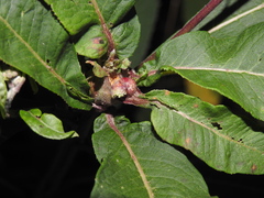 Neolasioptera vernoniae