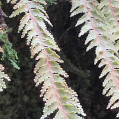Hymenophyllum tomentosum
