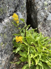 Solidago leiocarpa