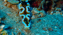 Doriprismatica tibboeli