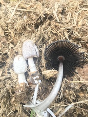 Coprinus sterquilinus