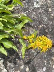 Solidago leiocarpa