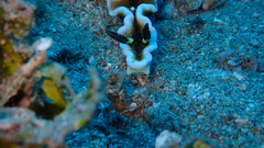 Doriprismatica tibboeli