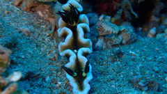 Doriprismatica tibboeli
