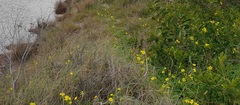 Oxalis pes-caprae