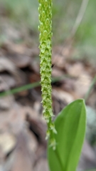 Malaxis macrostachya