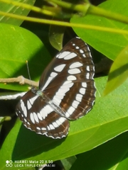 Neptis