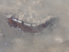 Holothuria michaelseni