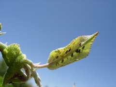 Dysaphis plantaginea