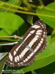 Neptis