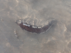 Holothuria michaelseni