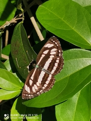 Neptis