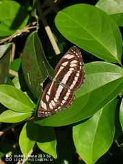Neptis