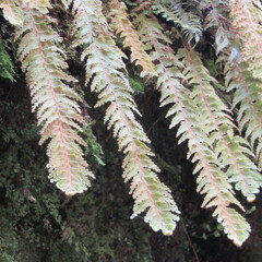 Hymenophyllum tomentosum