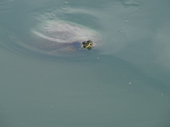 Trachemys scripta scripta