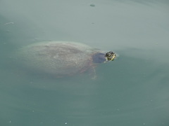 Trachemys scripta scripta