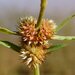 Alternanthera angustifolia - Photo (c) geoffbyrne,  זכויות יוצרים חלקיות (CC BY-NC)