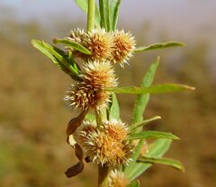 Alternanthera angustifolia