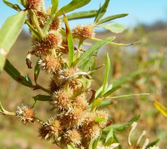 Alternanthera angustifolia