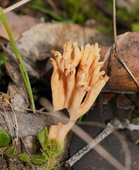 Ramaria anziana