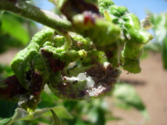 Dysaphis plantaginea