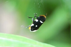 Phymatostetha karenia
