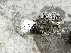 Megisba