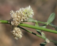 Alternanthera angustifolia