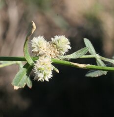 Alternanthera angustifolia