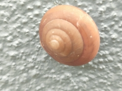 Quantula striata