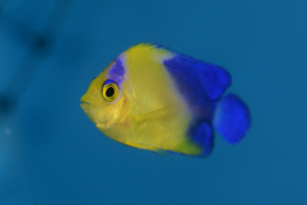 Blue-backed Angelfish