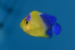 Blue-Backed Angelfish photo 2
