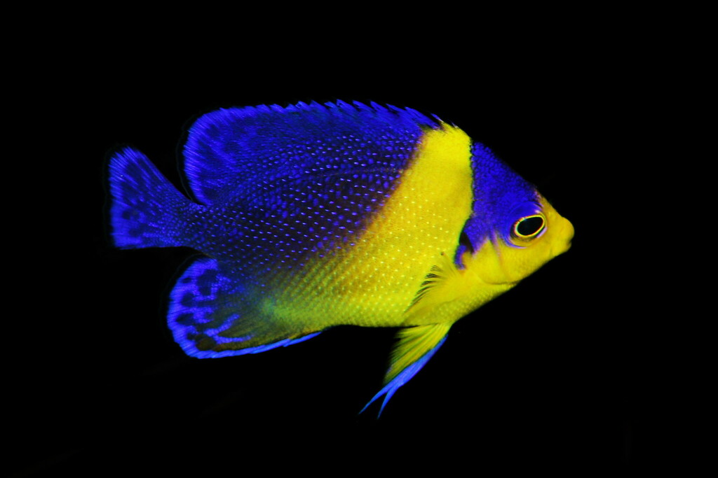 Blue-Backed Angelfish