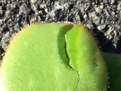 Aeonium haworthii