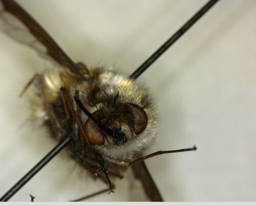 iNaturalist observation photo of Greater Bee Fly