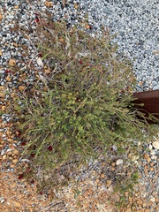 Darwinia sanguinea