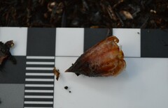 Dactylanthus taylorii