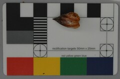 Dactylanthus taylorii