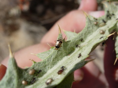 Deraeocoris punctulatus