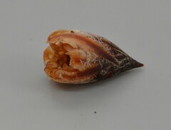 Dactylanthus taylorii