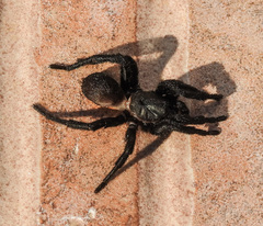 Amblyocarenum walckenaeri