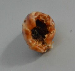 Dactylanthus taylorii