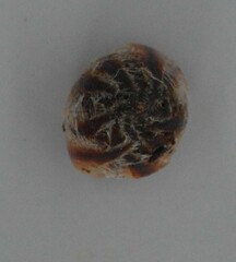 Dactylanthus taylorii